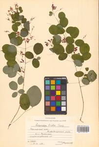 Леспедеца двуцветная Turcz., Сибирь, Дальний Восток (S6) (Россия)