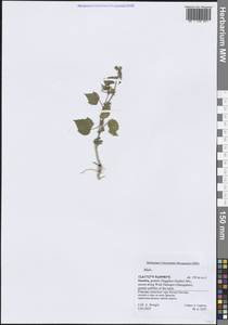 Malvaceae, Зарубежная Азия (ASIA) (Йемен)