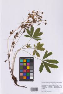 Лапчатка тюрингенская Bernh. ex Link, Восточная Европа, Московская область и Москва (E4a) (Россия)