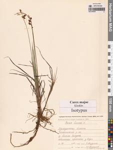 Осока магелланская орошенная (Wahlenb.) Hiitonen, Сибирь, Чукотка и Камчатка (S7) (Россия)