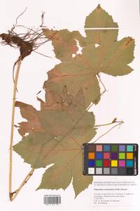 Таволга камчатская (Pall.) Maxim., Сибирь, Дальний Восток (S6) (Россия)