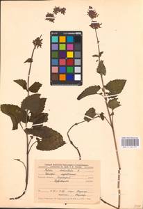 MHA 0 156 471, Шалфей мутовчатый L., Восточная Европа, Центральный лесостепной район (E6) (Россия)