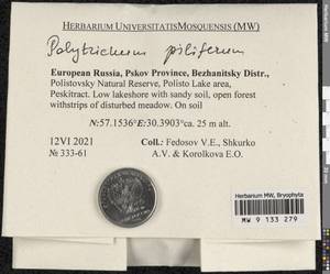 Polytrichum piliferum Hedw., Гербарий мохообразных, Мхи - Новгородская и Псковская области (B5) (Россия)
