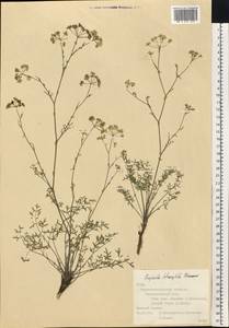 Бедренец известколюбивый Vill., Восточная Европа, Северо-Украинский район (E11) (Украина)