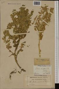 Ononis viscosa subsp. breviflora (DC.)Nyman, Западная Европа (EUR) (Франция)