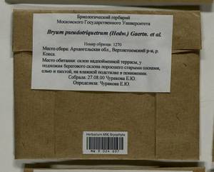 Ptychostomum pseudotriquetrum (Hedw.) J.R. Spence & H.P. Ramsay, Гербарий мохообразных, Мхи - Архангельская и Вологодская области, Коми, Ненецкий АО (B7) (Россия)