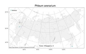 Phleum arenarium, Тимофеевка песчаная L., Атлас флоры России (FLORUS) (Россия)