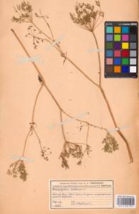 Бутень клубненосный L., Восточная Европа, Московская область и Москва (E4a) (Россия)