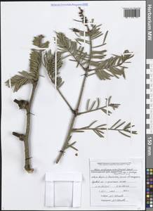 Пихта Нордманна, Пихта кавказская (Steven) Spach, Кавказ, Черноморское побережье (от Новороссийска до Адлера) (K3) (Россия)