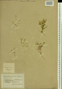 Hypertelis cerviana (L.) Thulin, Восточная Европа, Южно-Украинский район (E12) (Украина)