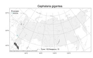 Cephalaria gigantea, Головчатка гигантская (Ledeb.) Bobrov, Атлас флоры России (FLORUS) (Россия)