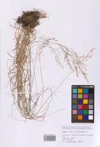 Мятлик болотный L., Сибирь, Дальний Восток (S6) (Россия)