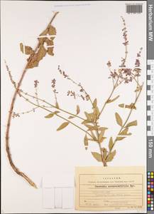 Salvia scrophulariifolia (Bunge) B.T.Drew, Средняя Азия и Казахстан, Западный Тянь-Шань и Каратау (M3) (Узбекистан)