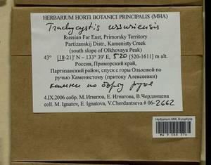 Trachycystis ussuriensis (Regel & Maack) T.J. Kop., Гербарий мохообразных, Мхи - Дальний Восток (без Чукотки и Камчатки) (B20) (Россия)