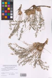 Астрагал длиннолистный Pall., Восточная Европа, Ростовская область (E12a) (Россия)