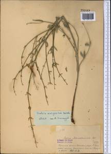 Salvia margaritae Botsch., Средняя Азия и Казахстан, Памир и Памиро-Алай (M2) (Киргизия)