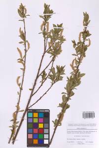 Ива трехтычинковая L., Восточная Европа, Московская область и Москва (E4a) (Россия)