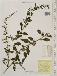 Lipandra polysperma (L.) S. Fuentes, Uotila & Borsch, Восточная Европа, Белоруссия (E3a) (Белоруссия)