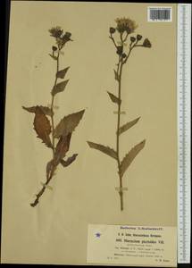 Hieracium picroides subsp. christii (Arv.-Touv.) Zahn, Западная Европа (EUR) (Швейцария)