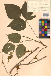 Пуэрария лопастная (Willd.) Maesen & S.M.Almeida ex Sanjappa & Predeep, Сибирь, Дальний Восток (S6) (Россия)