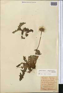 Taraxacum songoricum Schischk., Средняя Азия и Казахстан, Северный и Центральный Тянь-Шань (M4) (Казахстан)