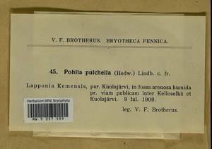 Pohlia lescuriana (Sull.) Ochi, Гербарий мохообразных, Мхи - Карелия, Ленинградская и Мурманская области (B4) (Россия)