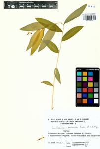 Майник даурский (Turcz. ex Fisch. & C.A.Mey.) LaFrankie, Сибирь, Якутия (S5) (Россия)