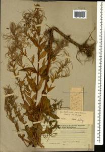 Кипрей розовый  (Boiss.) P. H. Raven, Кавказ, Азербайджан (K6) (Азербайджан)