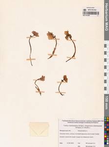 Купальница бумажночашелистиковая Schipcz., Сибирь, Чукотка и Камчатка (S7) (Россия)