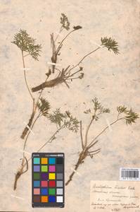 Cenolophium fischeri (Spreng.) W.D.J.Koch, Восточная Европа, Московская область и Москва (E4a) (Россия)