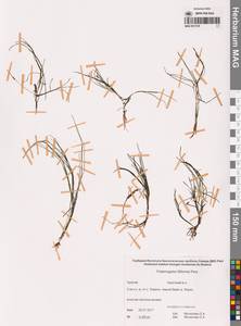Штукения нитевидная, Рдест нитевидный (Pers.) Börner, Сибирь, Чукотка и Камчатка (S7) (Россия)