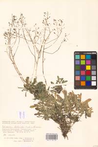 Draba hyperborea (L.) Desv., Восточная Европа, Восточный район (E10) (Россия)