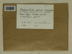 Drepanocladus aduncus (Hedw.) Warnst., Гербарий мохообразных, Мхи - Пермский край, Удмуртия, Свердловская и Кировская области (B8) (Россия)