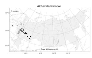 Alchemilla litwinowii, Манжетка Литвинова Juz., Атлас флоры России (FLORUS) (Россия)
