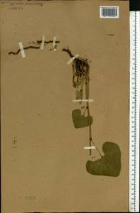 Кирказон обыкновенный L., Восточная Европа, Центральный лесостепной район (E6) (Россия)