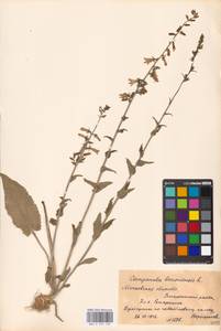 Колокольчик болонский L., Восточная Европа, Московская область и Москва (E4a) (Россия)