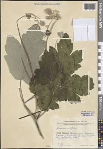 Eriocapitella vitifolia (Buch.-Ham. ex DC.) Nakai, Зарубежная Азия (ASIA) (КНР)