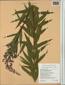 Chamaenerion angustifolium subsp. angustifolium, Западная Европа (EUR) (Великобритания)