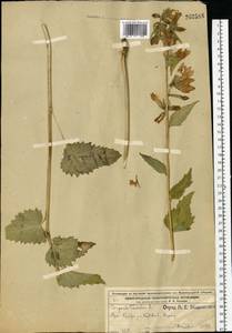 Колокольчик крапиволистный L., Восточная Европа, Волжско-Камский район (E7) (Россия)