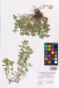 MHA 0 007 873, Thymus pannonicus All., Восточная Европа, Нижневолжский район (E9) (Россия)
