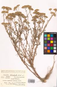 Тысячелистник тонколистный M. Bieb., Восточная Европа, Южно-Украинский район (E12) (Украина)