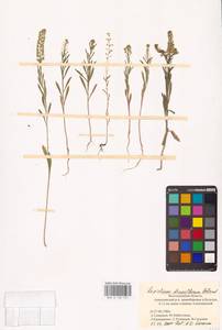 Клоповник густоцветковый Schrad., Восточная Европа, Нижневолжский район (E9) (Россия)