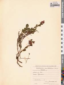 Рододендрон камчатский Pall., Сибирь, Чукотка и Камчатка (S7) (Россия)