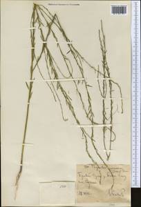 Тимелея воробьиная, Тимелея обыкновенная (L.) Coss. & Germ., Средняя Азия и Казахстан, Западный Тянь-Шань и Каратау (M3) (Узбекистан)