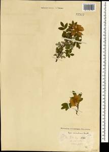 Шиповник иглистый Lindl., Монголия (MONG) (Монголия)