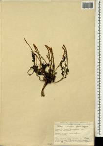 Thlaspi cilicicum (Boiss.) Hayek, Зарубежная Азия (ASIA) (Турция)