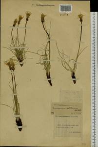 Takhtajaniantha austriaca (Willd.) Zaika, Sukhor. & N. Kilian, Сибирь, Якутия (S5) (Россия)