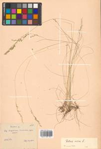 Овсяница овечья L., Сибирь, Дальний Восток (S6) (Россия)