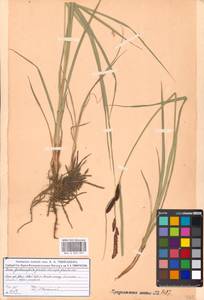 Осока [гибрид], Восточная Европа, Московская область и Москва (E4a) (Россия)