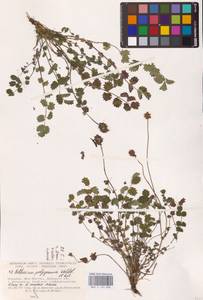 Poterium sanguisorba subsp. sanguisorba, Восточная Европа, Южно-Украинский район (E12) (Украина)